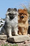 SPITZ ALLEMAND 124